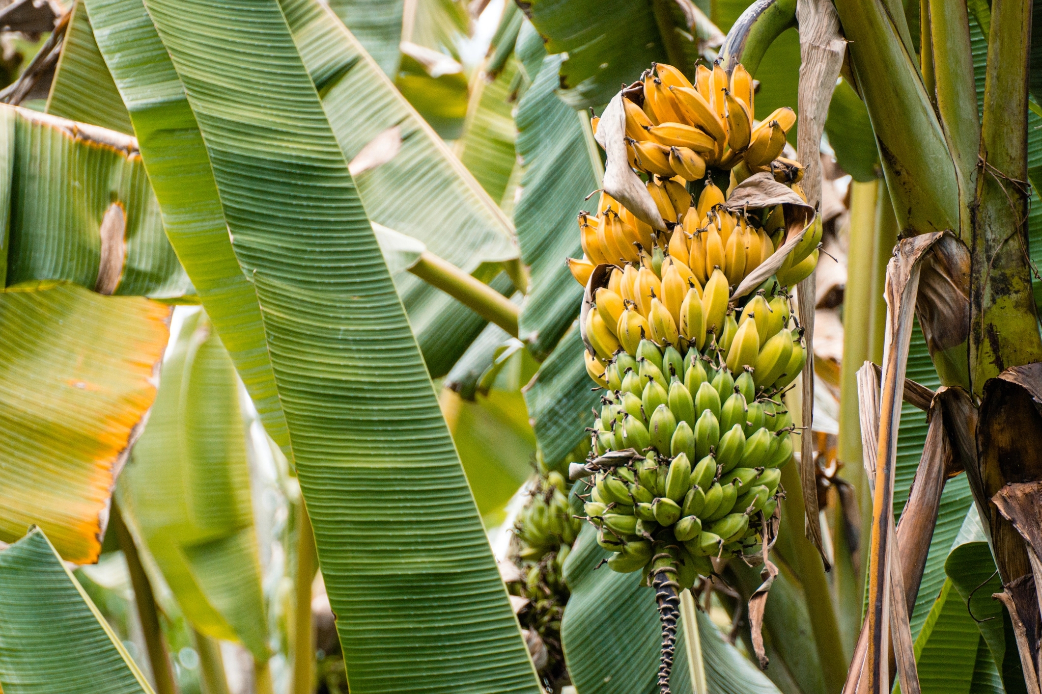 Ein Bananenbaum mit reifen und nicht reifen Früchten