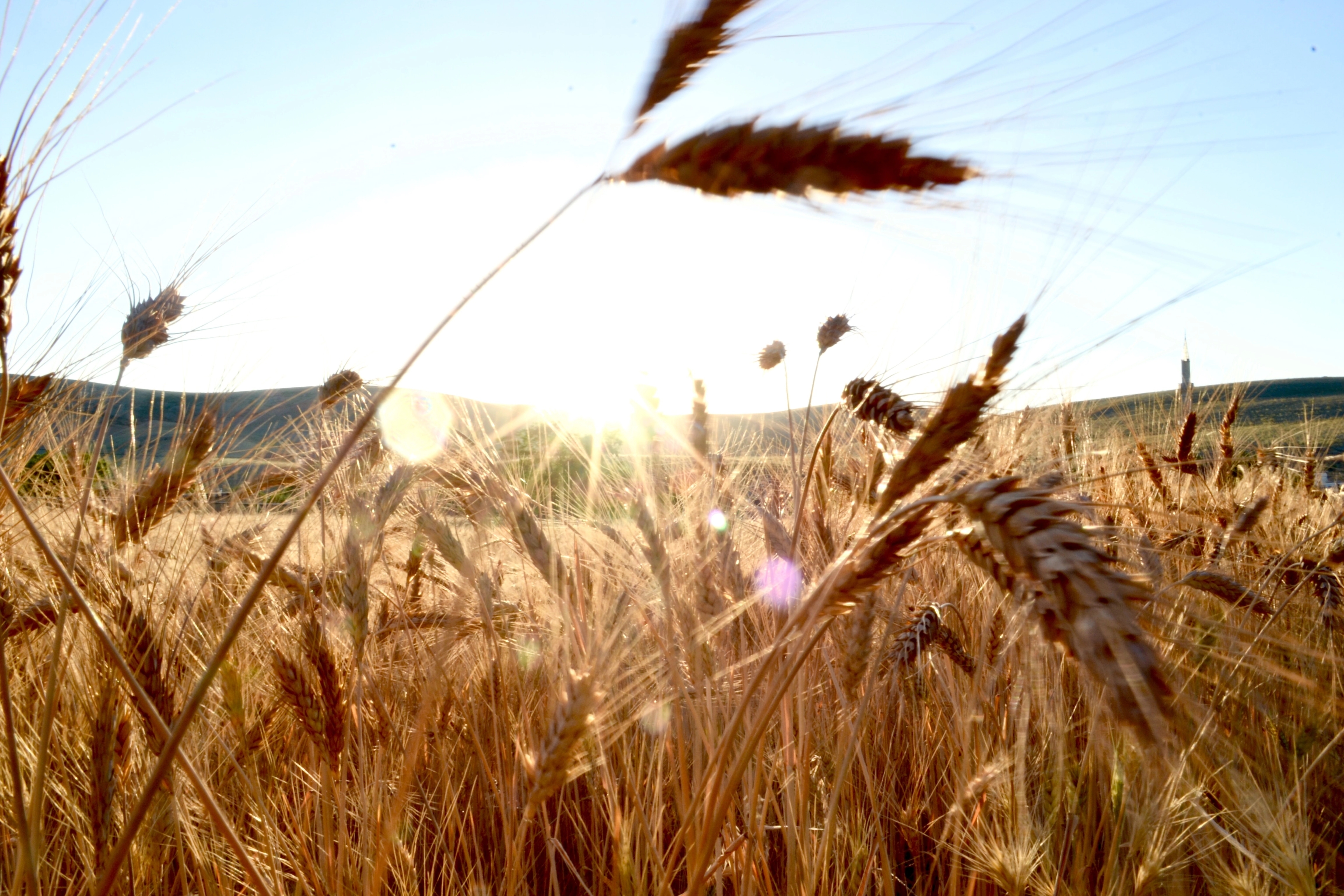 Campo de trigo marrón en un día soleado.